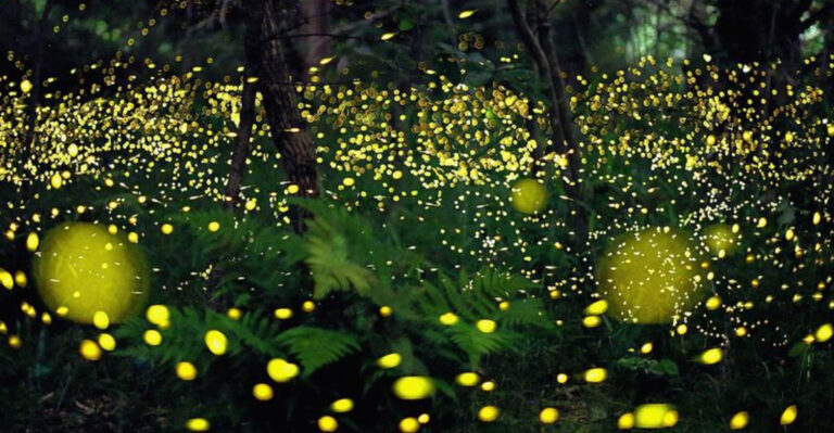 Are We The Last Generation To See Fireflies? The Threat Of Extinction