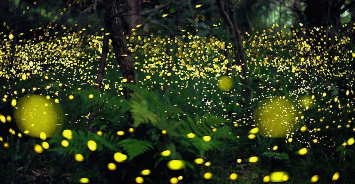 Are We The Last Generation To See Fireflies? The Threat Of Extinction