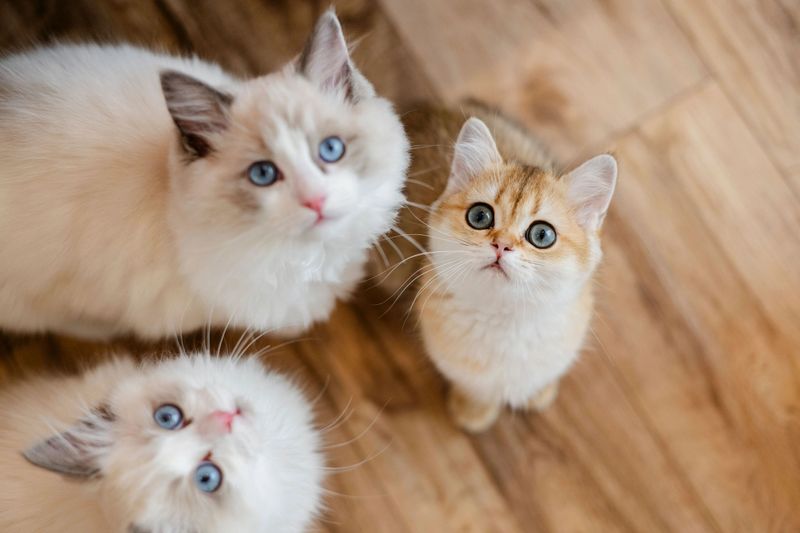 Prefer Calm And Low-Maintenance? Try British Shorthairs Or Ragdolls