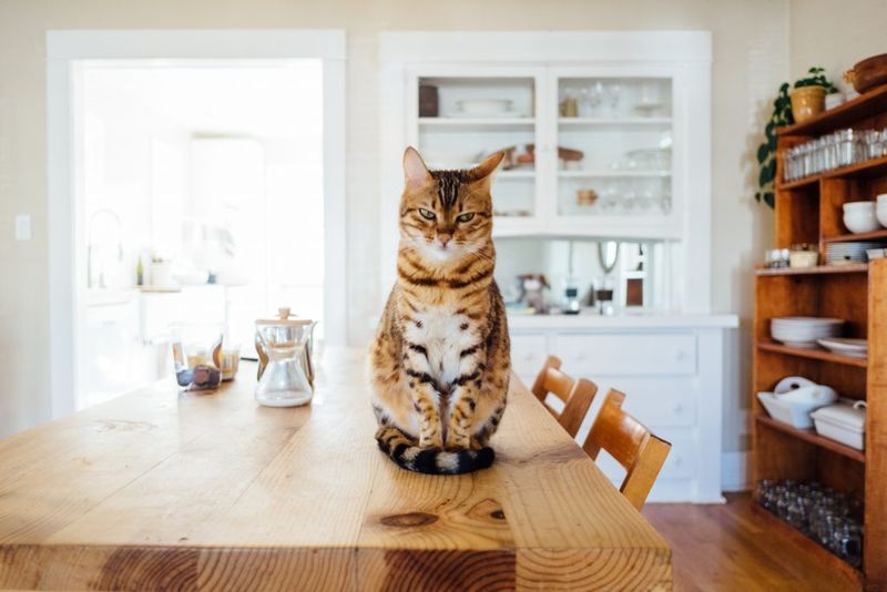 How Will Another Cat Affect Your Living Situation?