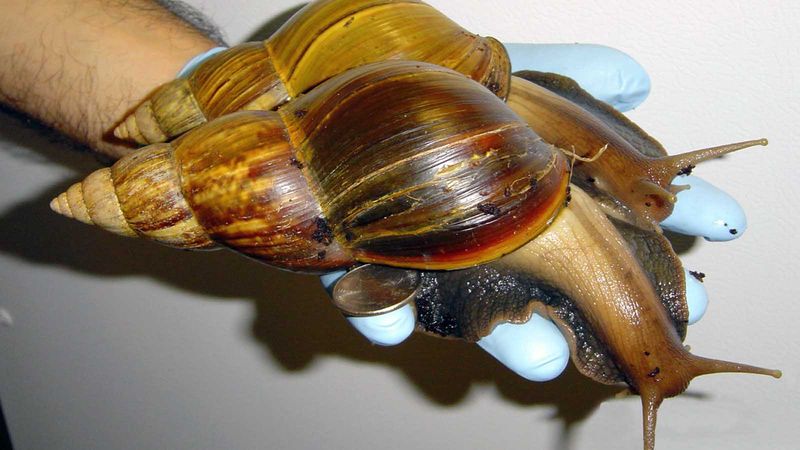 Giant African Land Snail