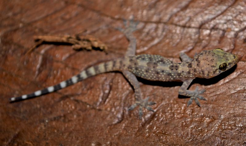 Mediterranean Geckos