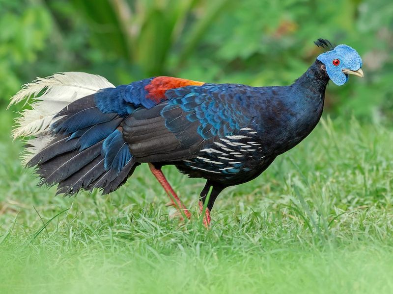 Crested Fireback's Blue Face