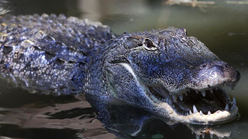 Arkansas – American Alligator