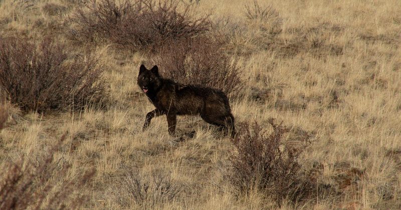 California's Lone Wanderers
