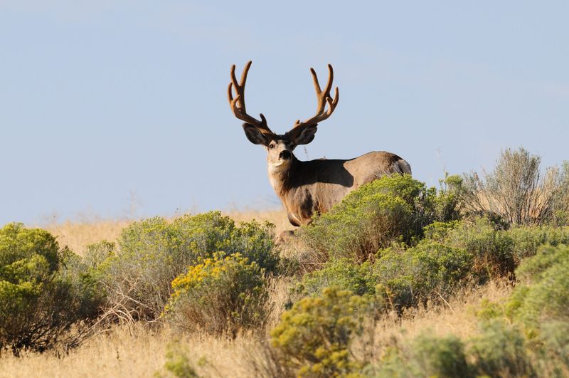 New Mexico's High Country Herds
