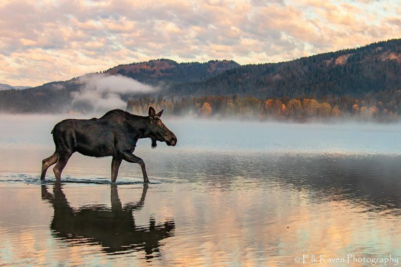 Maine's Majestic Moose Sightings