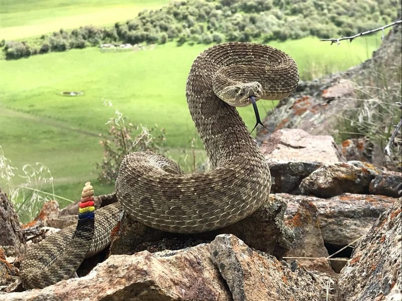 Texas Rattler Territory