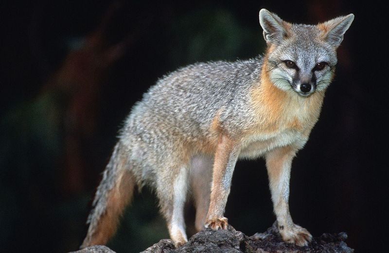New Mexico's High Desert Wildlife