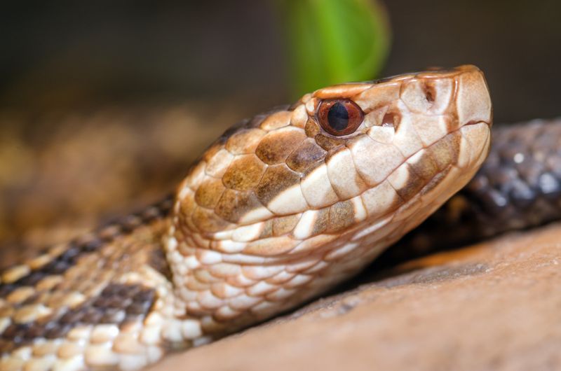 Cottonmouth (Water Moccasin)