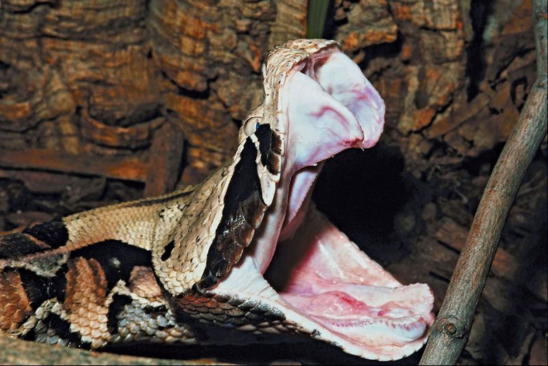 Gaboon Viper Has The Longest Fangs Of Any Snake And A Venom That Can Kill Quickly