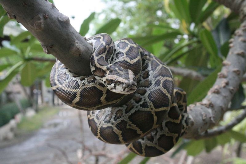 Hawaii Island Invader