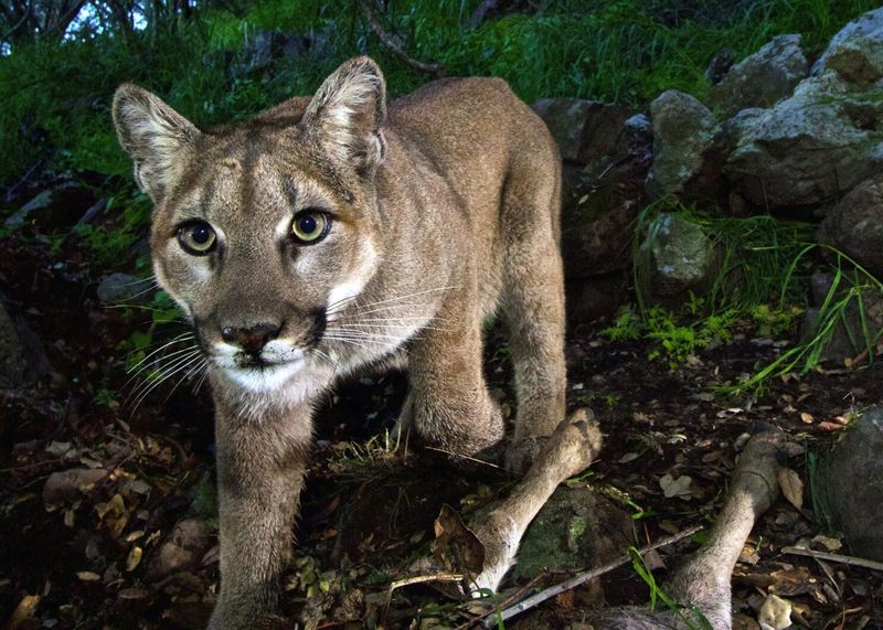 California – Mountain Lion