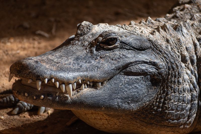 Oklahoma: Unexpected Southwestern Gator Territory