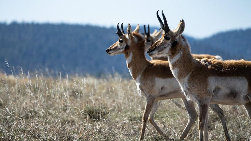 Pronghorn Antelope Break Speed Records