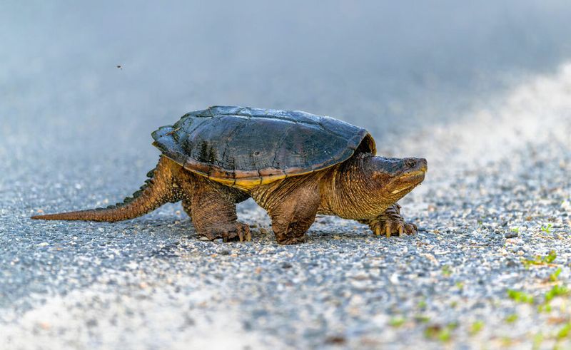 Turtles