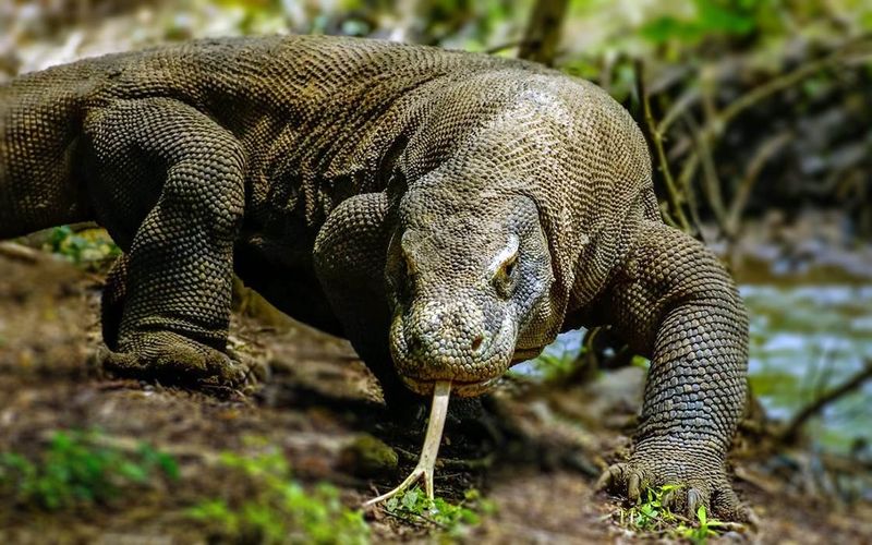 Komodo Dragon: The Living Dinosaur