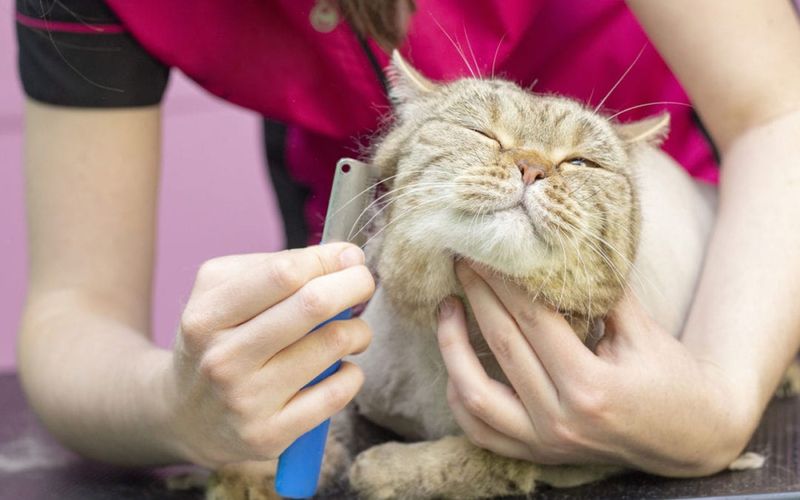 Regular Grooming Sessions