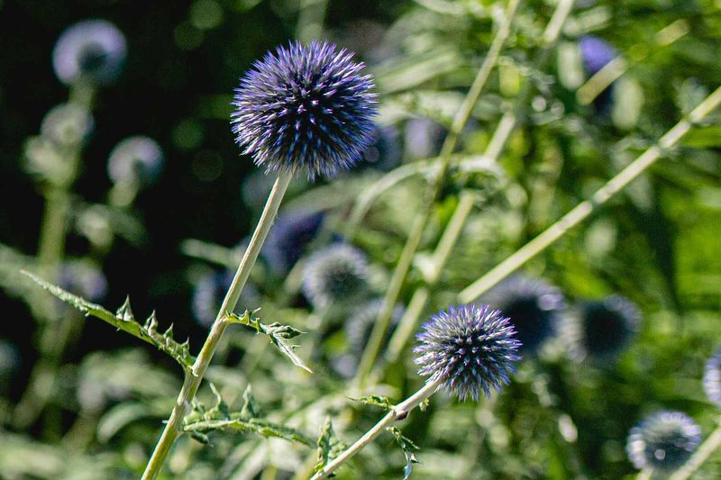 Prickly Globe Thistle