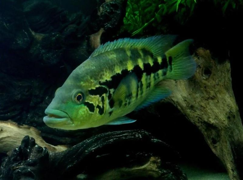Certain Cichlids