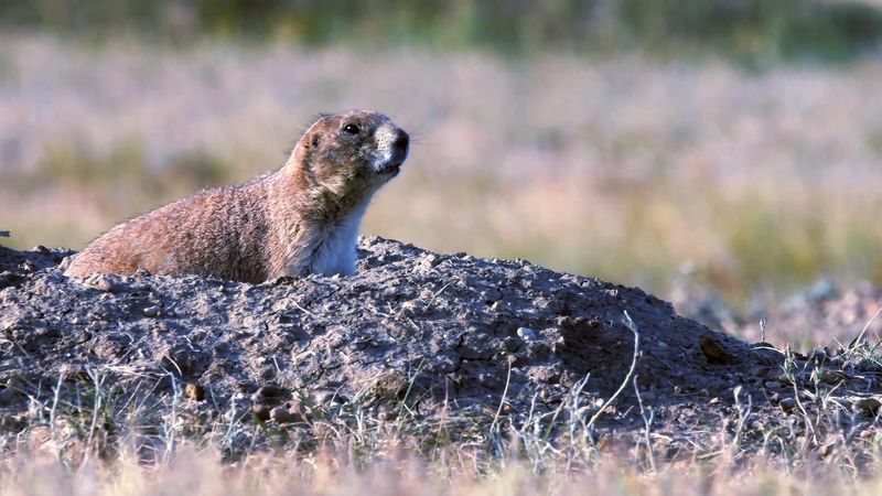 Prairie Dog Management Strategies