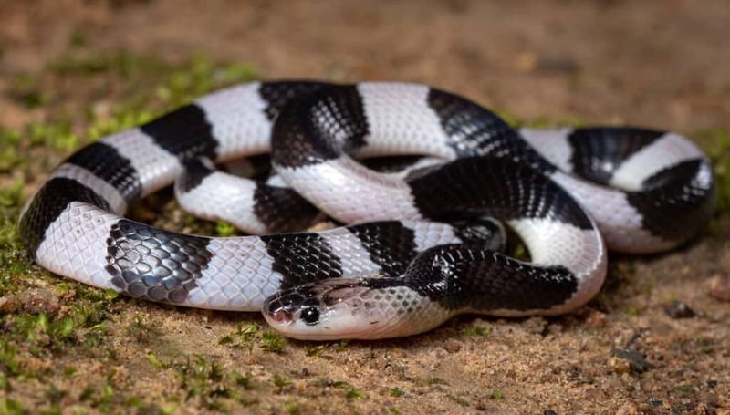 Asia: Krait