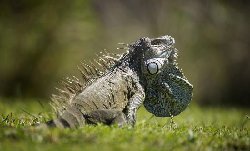 Green Iguanas