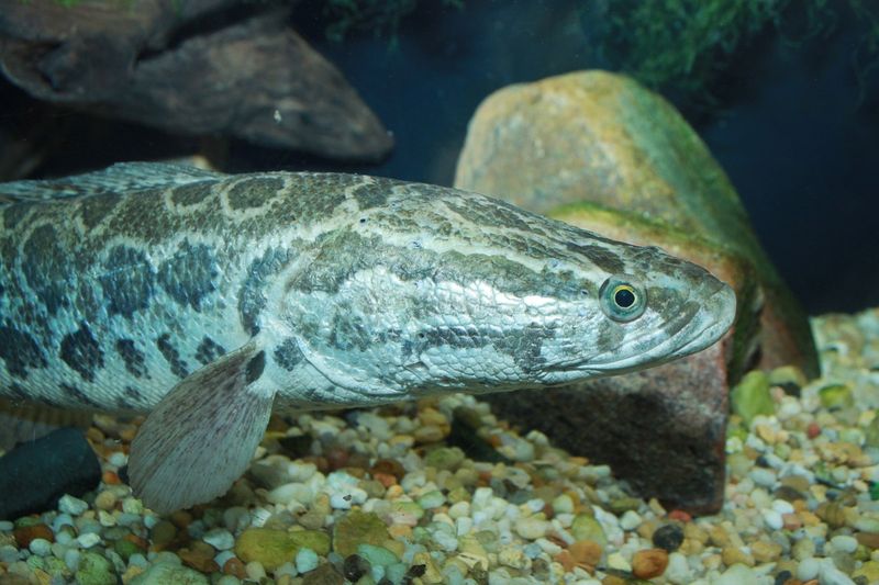 Northern Snakehead: Predatory Invaders