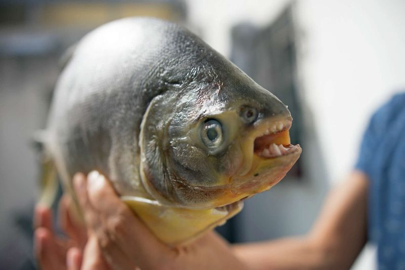 Red-Bellied Pacu