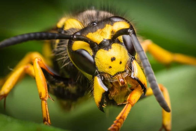 Yellow Jacket Wasp