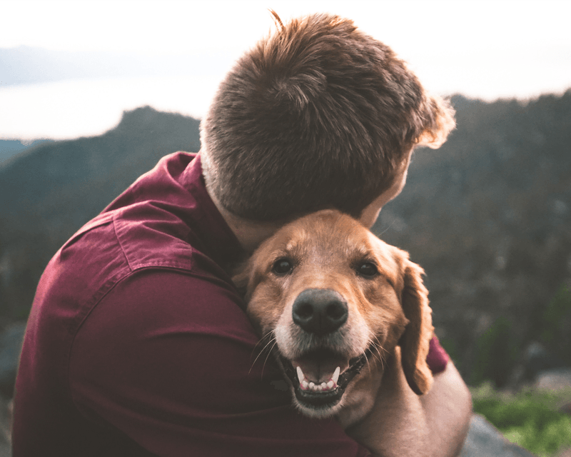 Dogs: Our Oldest Companions