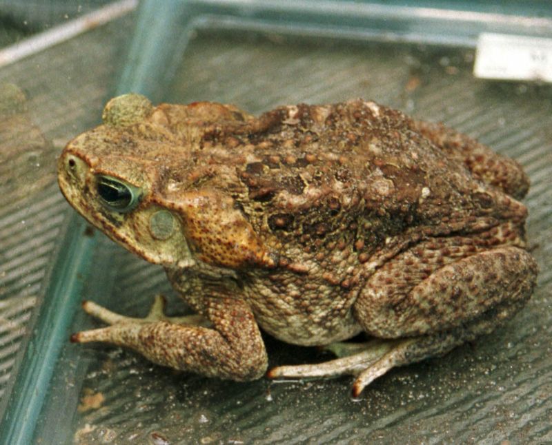 Cane Toad