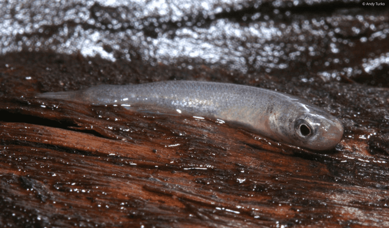 Mangrove Rivulus