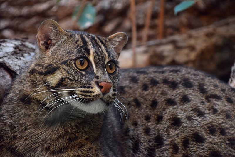 Fishing Cat