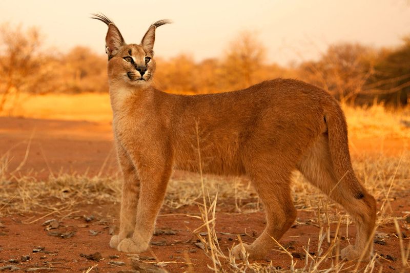 Caracal Safaris In Kgalagadi