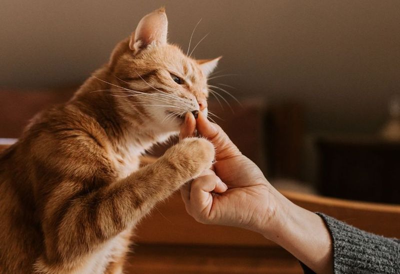 Trust Your Cat's Reaction
