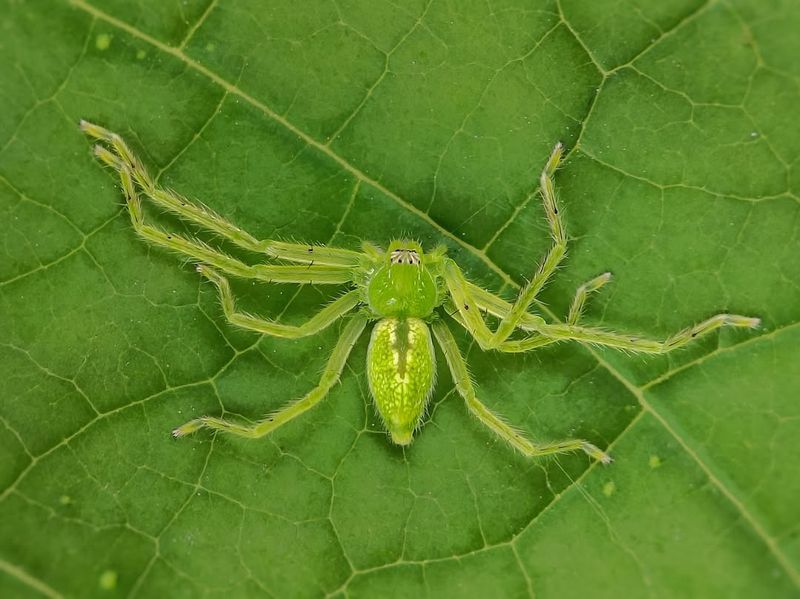 Jumping Spider's Calculated Pounce