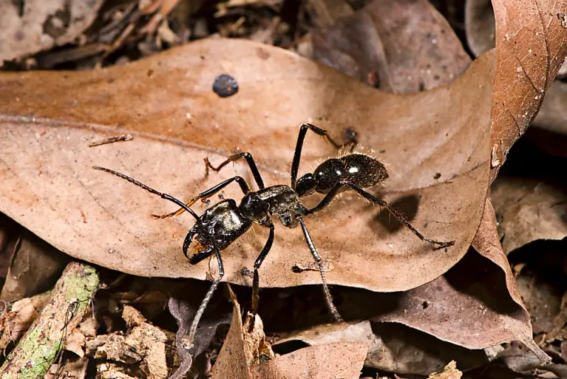 Dinoponera Giant Ant