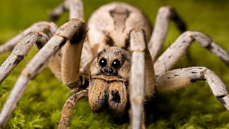 Wolf Spiders: Ground-Patrol Exterminators