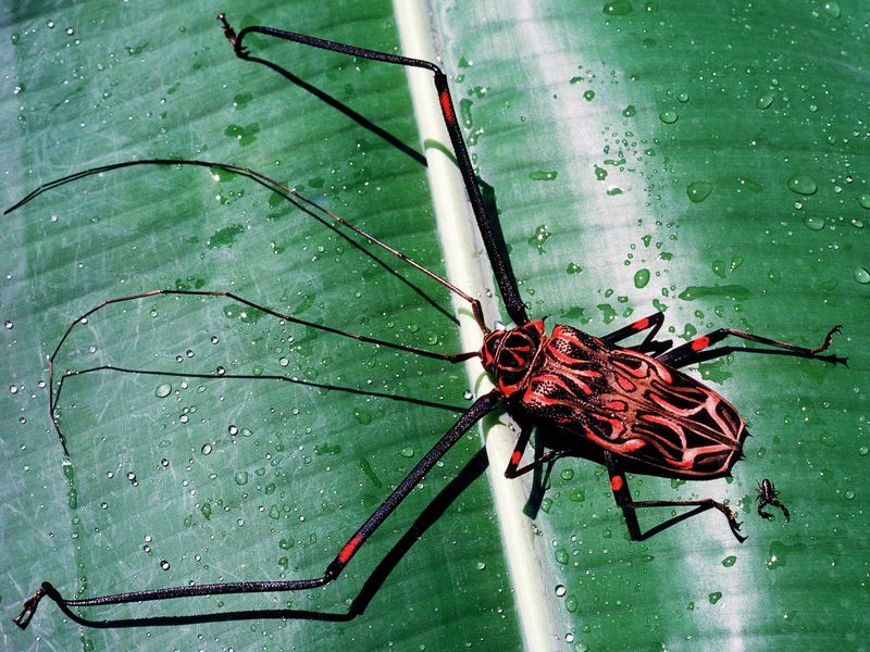 Harlequin Beetle