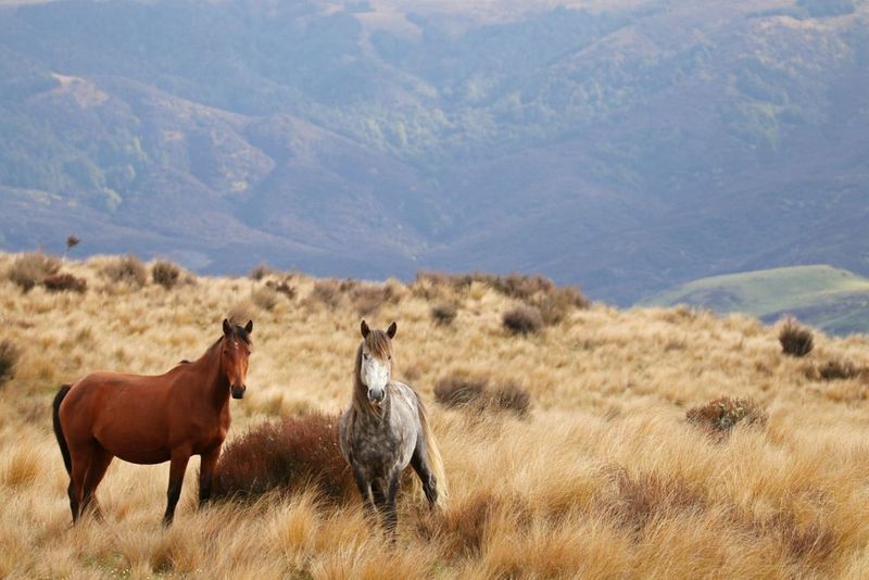 Kaimanawa Mountains' Hidden Treasures