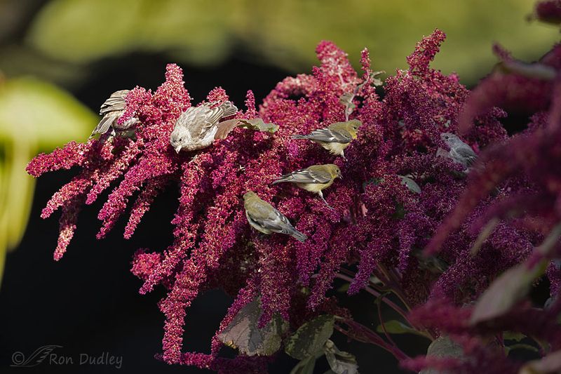 Amaranth Abundance