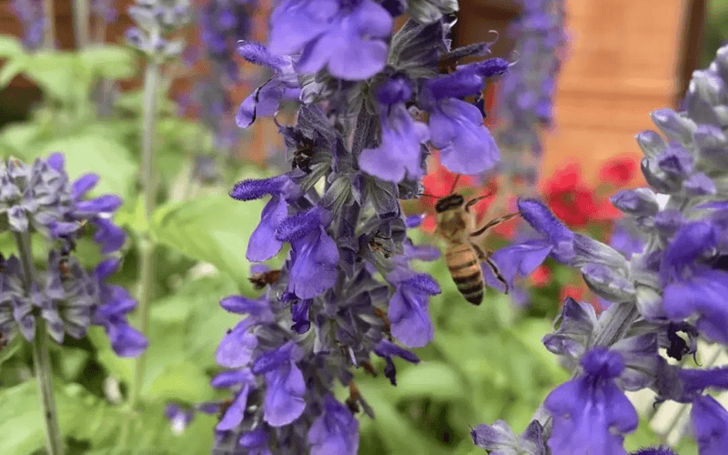 Salvia: Nectar-Rich Spikes
