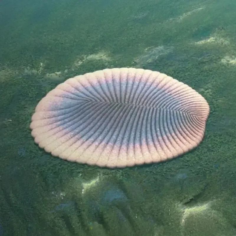 Ancient Habitat Revealed