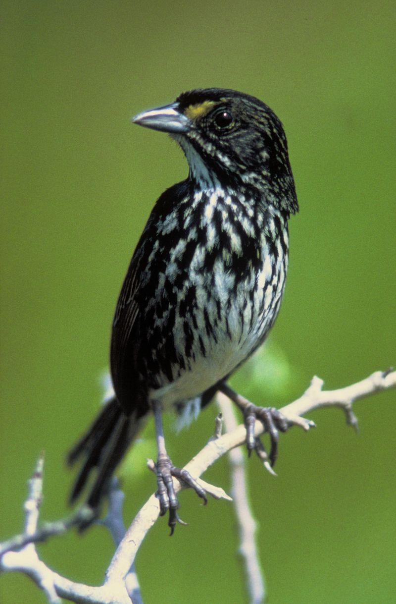 Dusky Seaside Sparrow: Victim Of The Space Race