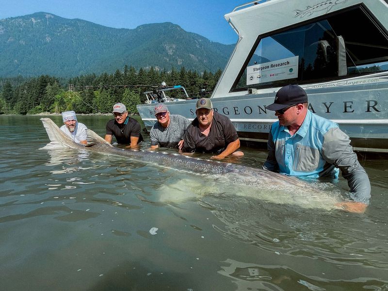 White Sturgeon