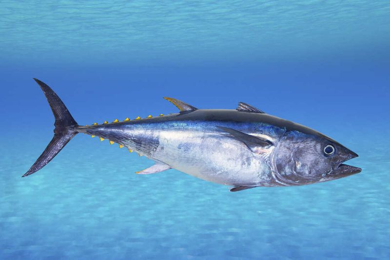 Bluefin Tuna – Racing Toward Extinction