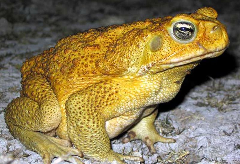Cane Toads
