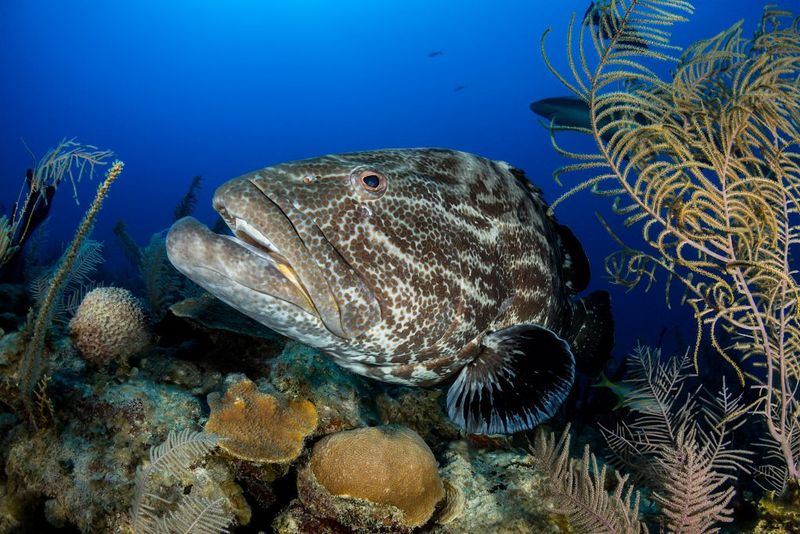 Grouper – Reef Guardians In Decline