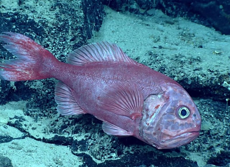 Orange Roughy – The Centenarian Fish We're Losing